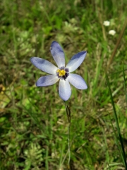 Calydorea charruana