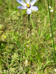 Calydorea charruana