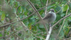 Saxicola ferreus