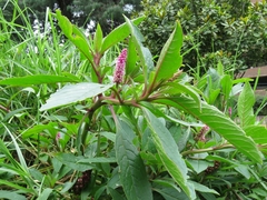 Phytolacca bogotensis