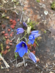 Thelymitra venosa