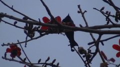 Dicrurus hottentottus