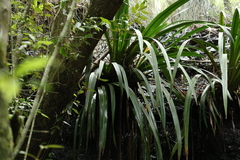 Helmholtzia glaberrima