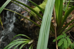 Helmholtzia glaberrima