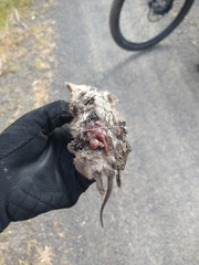 Antechinus swainsonii