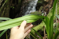Helmholtzia glaberrima