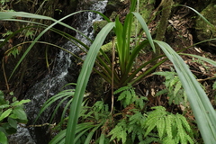 Helmholtzia glaberrima