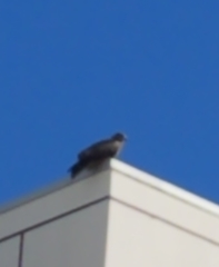 Milvus migrans lineatus