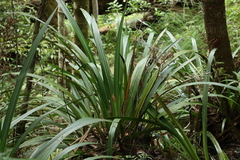 Helmholtzia glaberrima