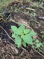 Heliotropium indicum