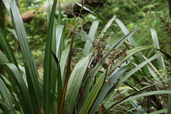 Helmholtzia glaberrima