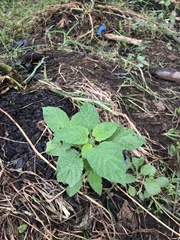 Heliotropium indicum