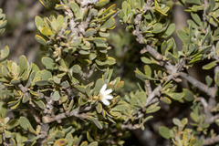 Scaevola bursariifolia