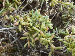 Salsola divaricata