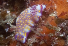 Hypselodoris pulchella