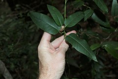 Parsonsia rotata
