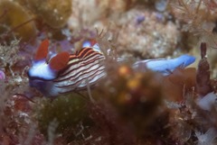 Nembrotha aurea