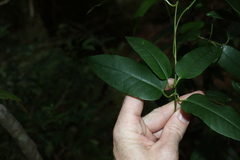 Parsonsia rotata
