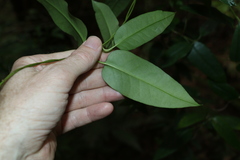 Parsonsia rotata