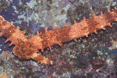 Mithrodia clavigera