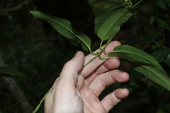 Parsonsia rotata