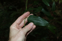 Parsonsia rotata