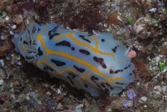 Halgerda dichromis