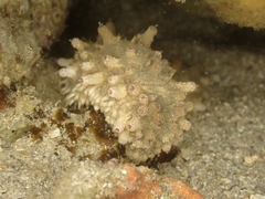 Holothuria impatiens