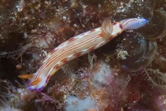 Hypselodoris fucata