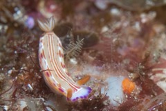 Hypselodoris fucata