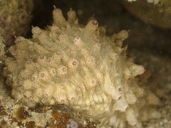 Holothuria impatiens