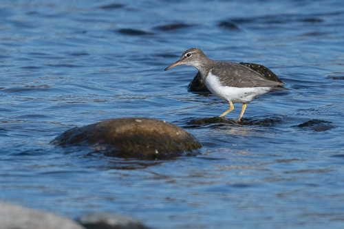 Andarríos maculado (Actitis macularius)