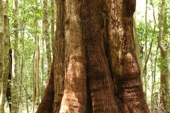 Eucalyptus campanulata