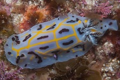 Halgerda dichromis