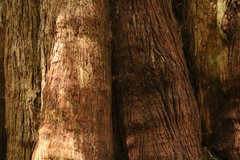 Eucalyptus campanulata