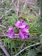 Hardenbergia violacea