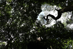 Eucalyptus campanulata