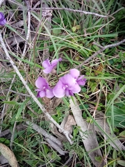 Hardenbergia violacea