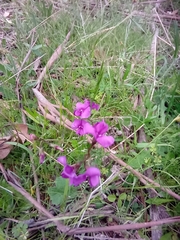 Hardenbergia violacea