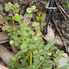 Bossiaea lenticularis