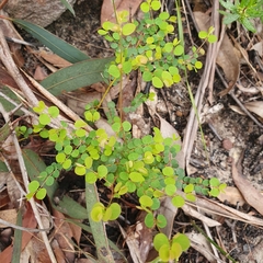 Bossiaea lenticularis