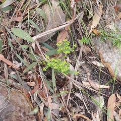Bossiaea lenticularis