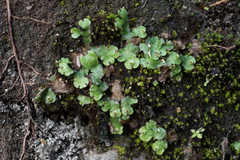 Marchantia paleacea