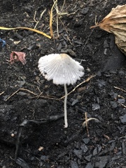 Coprinellus impatiens