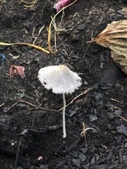 Coprinellus impatiens