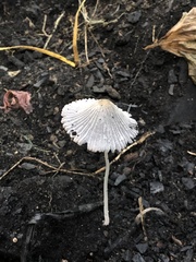 Coprinellus impatiens