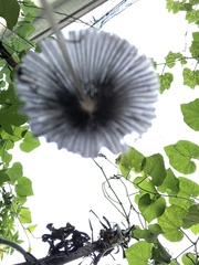 Coprinellus impatiens