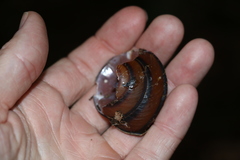 Thersites darlingtoni