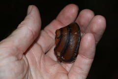 Thersites darlingtoni