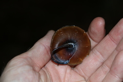 Thersites darlingtoni